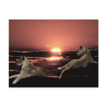 Afrikansk lejon vilande vid solnedgång