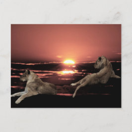 Afrikansk lejon vilande vid solnedgång vykort