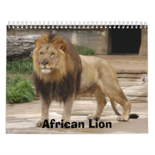 Afrikansk lejonkalender, lejon afrikan kalender