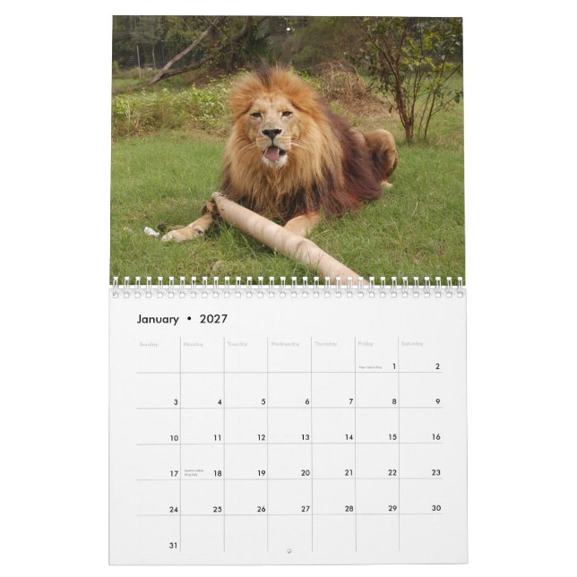 Afrikansk lejonkalender, lejon afrikan kalender (Jan 2027)