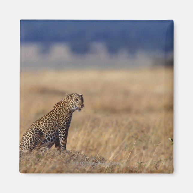 Afrikansk leopard i gräsmarker, Kenya , Afrika Magnet (Framsidan)
