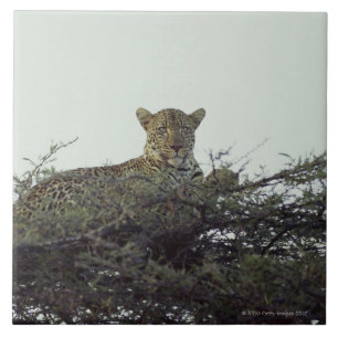 Afrikansk leopard kakelplatta
