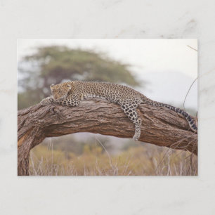 Afrikansk leopard ligger på en trädgren vykort