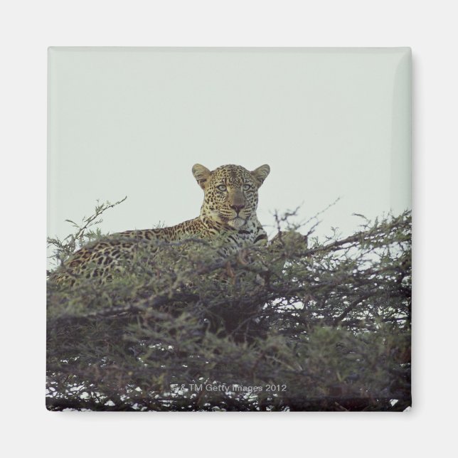 Afrikansk leopard magnet (Framsidan)