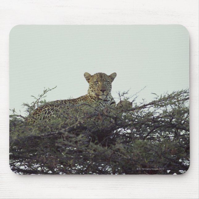 Afrikansk leopard musmatta (Framsidan)