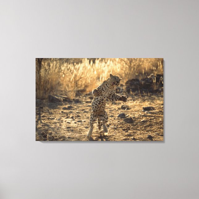 Afrikansk leopard på ben, Namibia, Afrika Canvastryck (Framsida)
