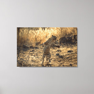 Afrikansk leopard på hind ben, Namibia, afrika Canvastryck