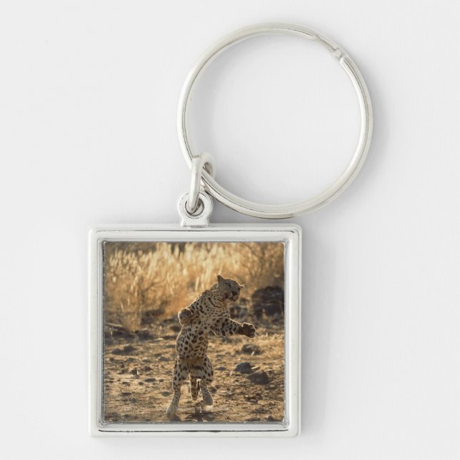 Afrikansk leopard på hind ben, Namibia, afrika Fyrkantig Silverfärgad Nyckelring (Framsidan)