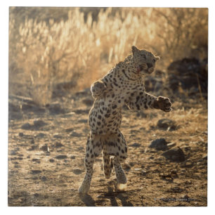 Afrikansk leopard på hind ben, Namibia, afrika Kakelplatta