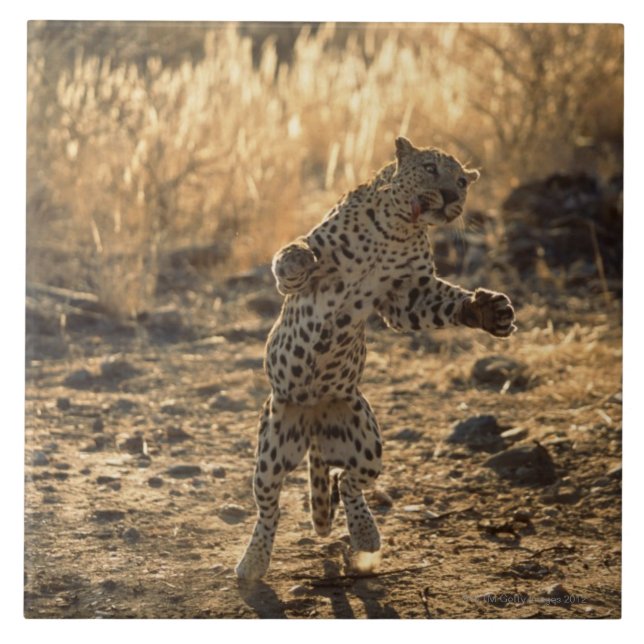 Afrikansk leopard på hind ben, Namibia, afrika Kakelplatta (Framsidan)
