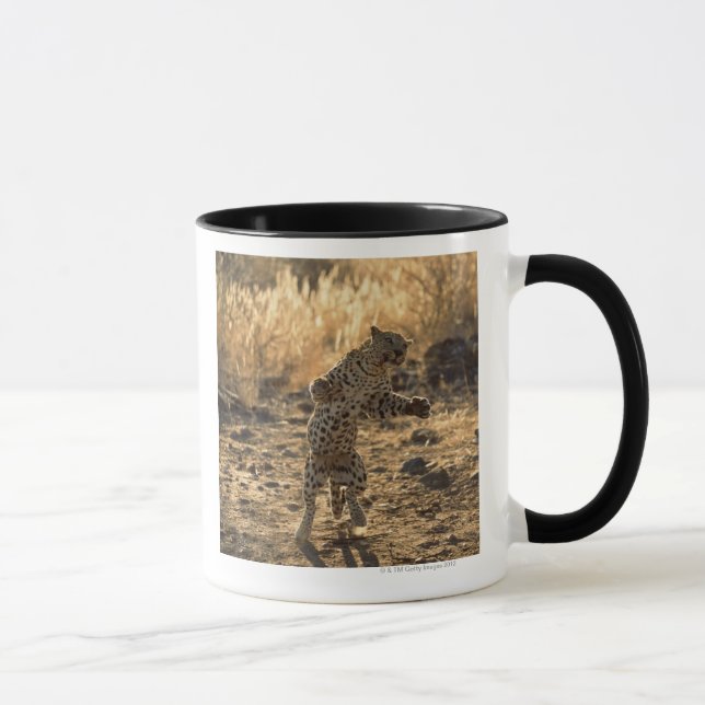 Afrikansk leopard på hind ben, Namibia, afrika Mugg (Höger)