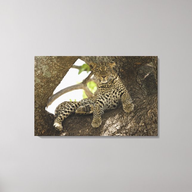 Afrikansk leopard, Panthera pardus Canvastryck (Framsida)