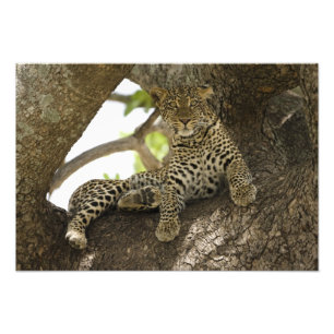Afrikansk leopard, Panthera pardus Fototryck