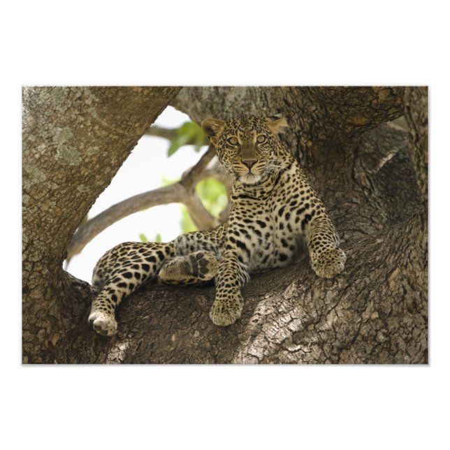 Afrikansk leopard, Panthera pardus Fototryck (Framsidan)