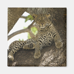 Afrikansk leopard, Panthera pardus Magnet