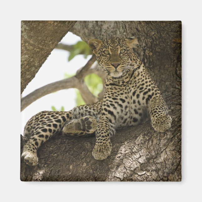 Afrikansk leopard, Panthera pardus Magnet (Framsidan)