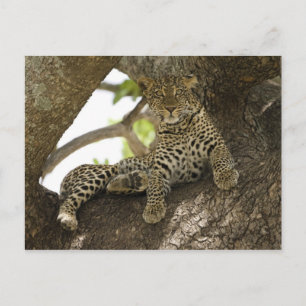 Afrikansk leopard, Panthera pardus Vykort
