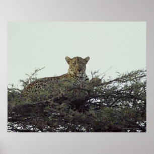 Afrikansk leopard poster