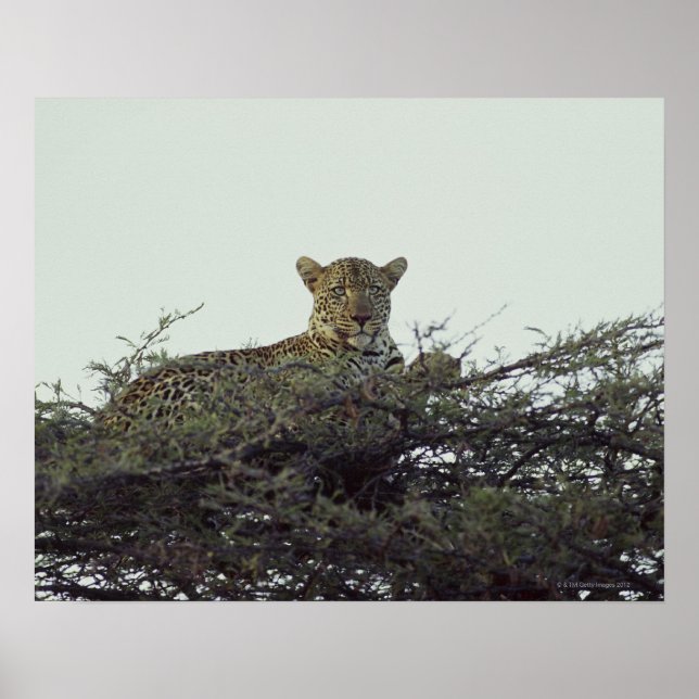 Afrikansk leopard poster (Framsidan)