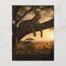 Afrikansk leopardakaciens savann DJUR