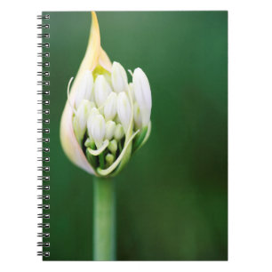 Afrikansk lilja, Agapanthus Praecox, Cape Town Anteckningsbok Med Spiral