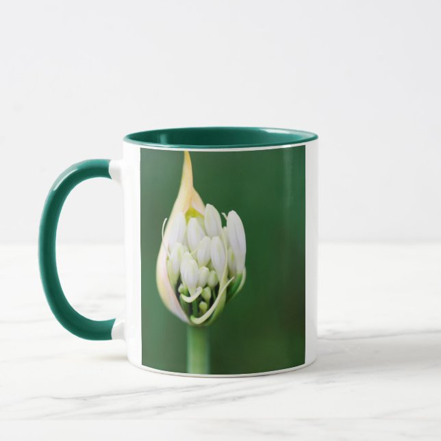 Afrikansk lilja, Agapanthus Praecox, Cape Town Mugg (Vänster)