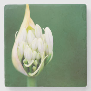 Afrikansk lilja, Agapanthus Praecox, Cape Town Stenunderlägg