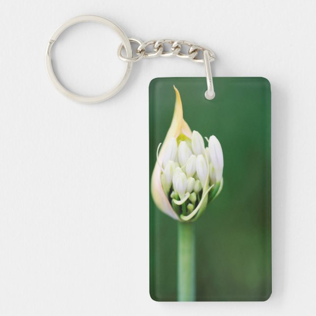 Afrikansk lilja, Agapanthus Praecox, Kapstaden (Framsidan)