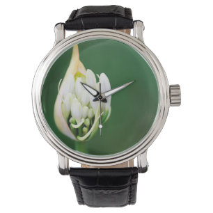 Afrikansk lilja, Agapanthus Praecox, Kapstaden Armbandsur