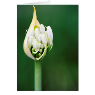 Afrikansk lilja, Agapanthus Praecox, Kapstaden Hälsningskort