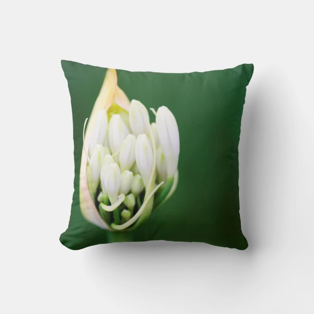 Afrikansk lilja, Agapanthus Praecox, Kapstaden Kudde (Framsida)