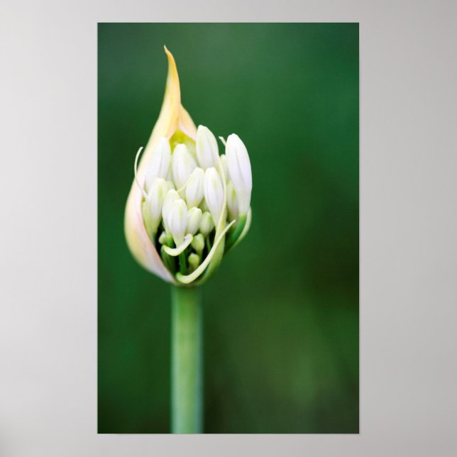 Afrikansk lilja, Agapanthus Praecox, Kapstaden Poster (Framsidan)