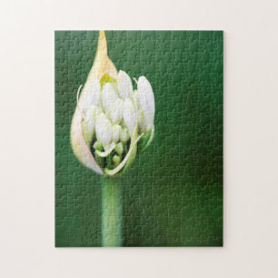 Afrikansk lilja, Agapanthus Praecox, Kapstaden Pussel