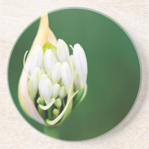 Afrikansk lilja, Agapanthus Praecox, Kapstaden Underlägg