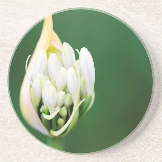 Afrikansk lilja, Agapanthus Praecox, Kapstaden Underlägg (Framsidan)