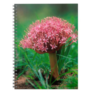 Afrikansk lilja (Agapanthus Praecox), Mala Mala Anteckningsbok