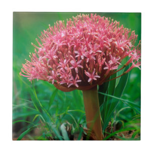 Afrikansk lilja (Agapanthus Praecox), Mala Mala Kakelplatta