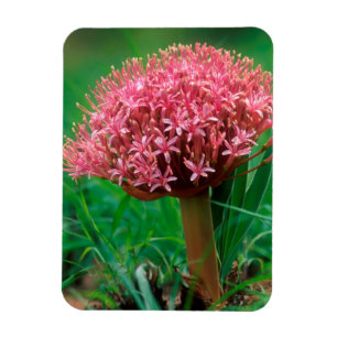 Afrikansk lilja (Agapanthus Praecox), Mala Mala Magnet