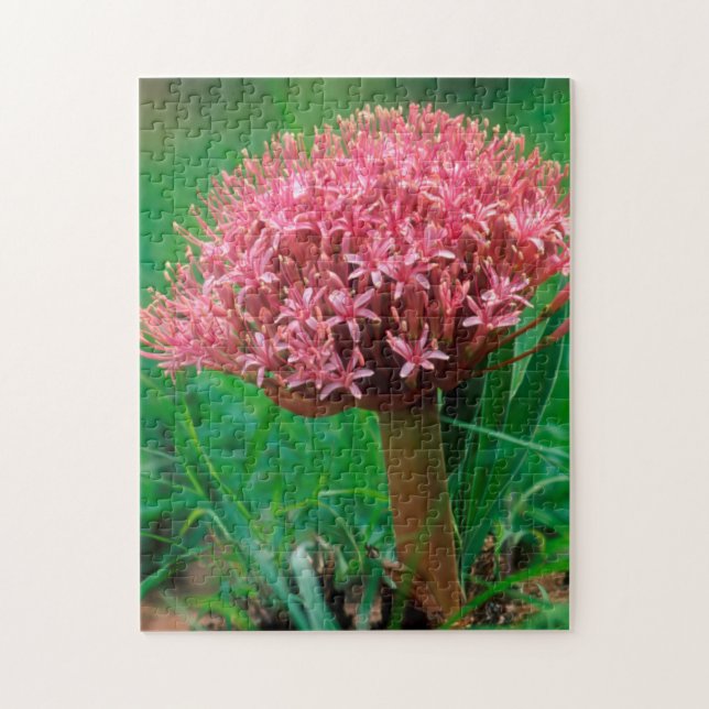 Afrikansk lilja (Agapanthus Praecox), Mala Mala Pussel (Vertikal)