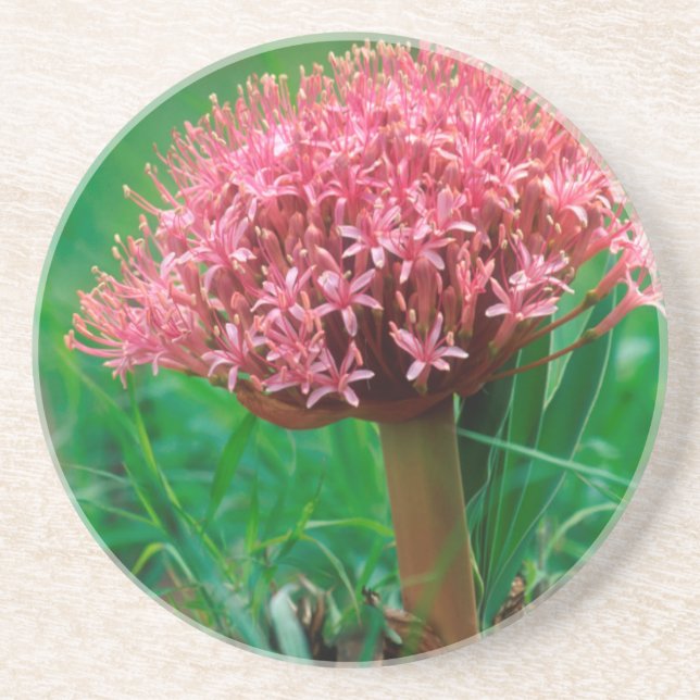 Afrikansk lilja (Agapanthus Praecox), Mala Mala Underlägg Sandsten (Framsidan)