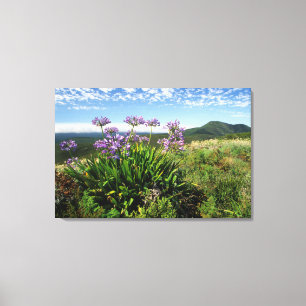Afrikansk lilja (Agapanthus praecox), Mossel Bay Canvastryck