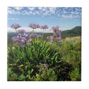 Afrikansk lilja (Agapanthus praecox), Mossel Bay Kakelplatta