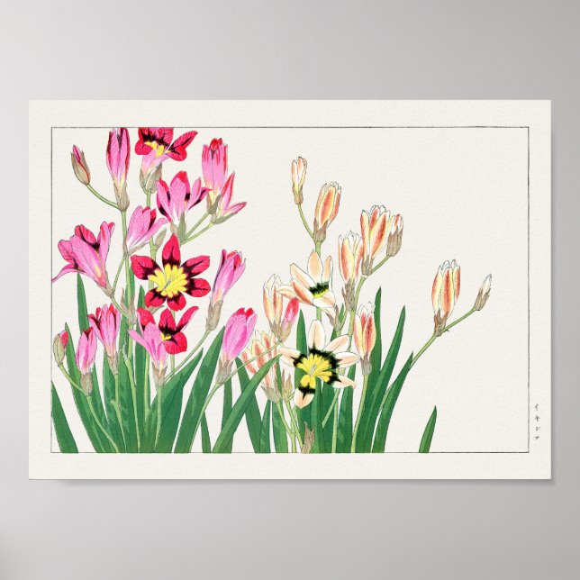 Afrikansk maj lily av Tanigami Konan Poster (Framsidan)