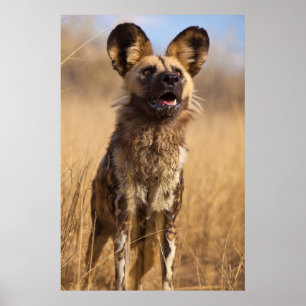 Afrikansk målad vildhund poster