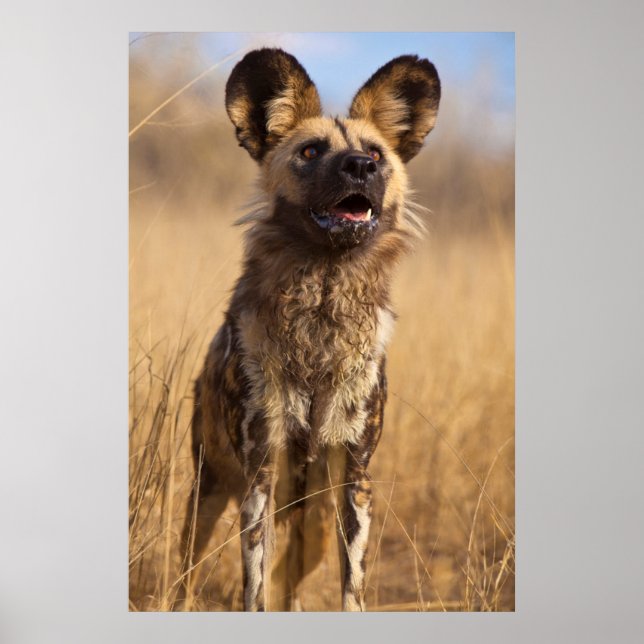 Afrikansk målad vildhund poster (Framsidan)