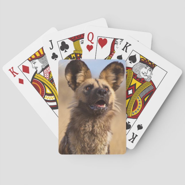 Afrikansk målad vildhund spelkort (Baksidan)
