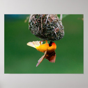 Afrikansk mann-Weaver (Ploceus Velatus) Poster