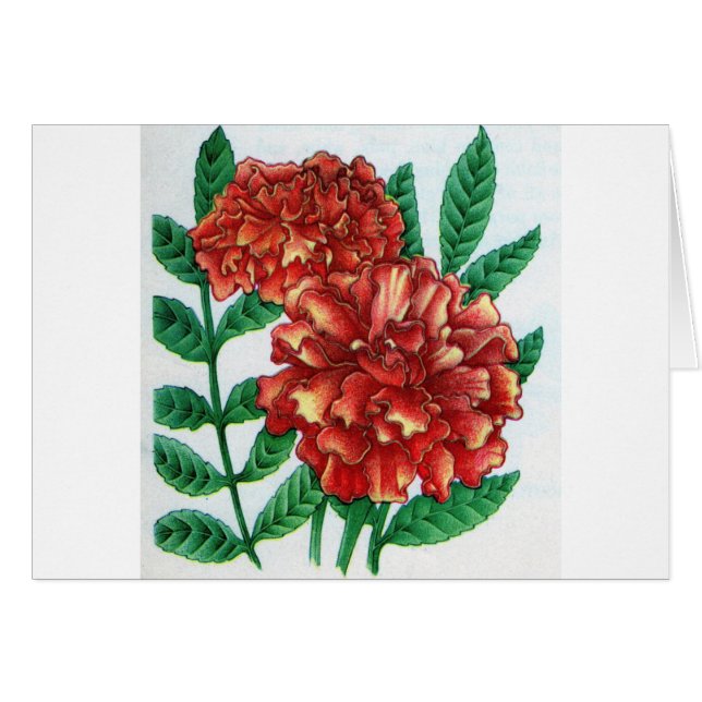 Afrikansk mariganism hälsningskort (Framsidan Horizontal)