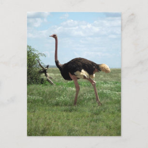 Afrikansk ostrich Wildlife of Afrika Vykort