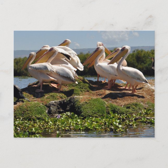 Afrikansk pelikans Wildlife of Afrika Vykort (Framsida)